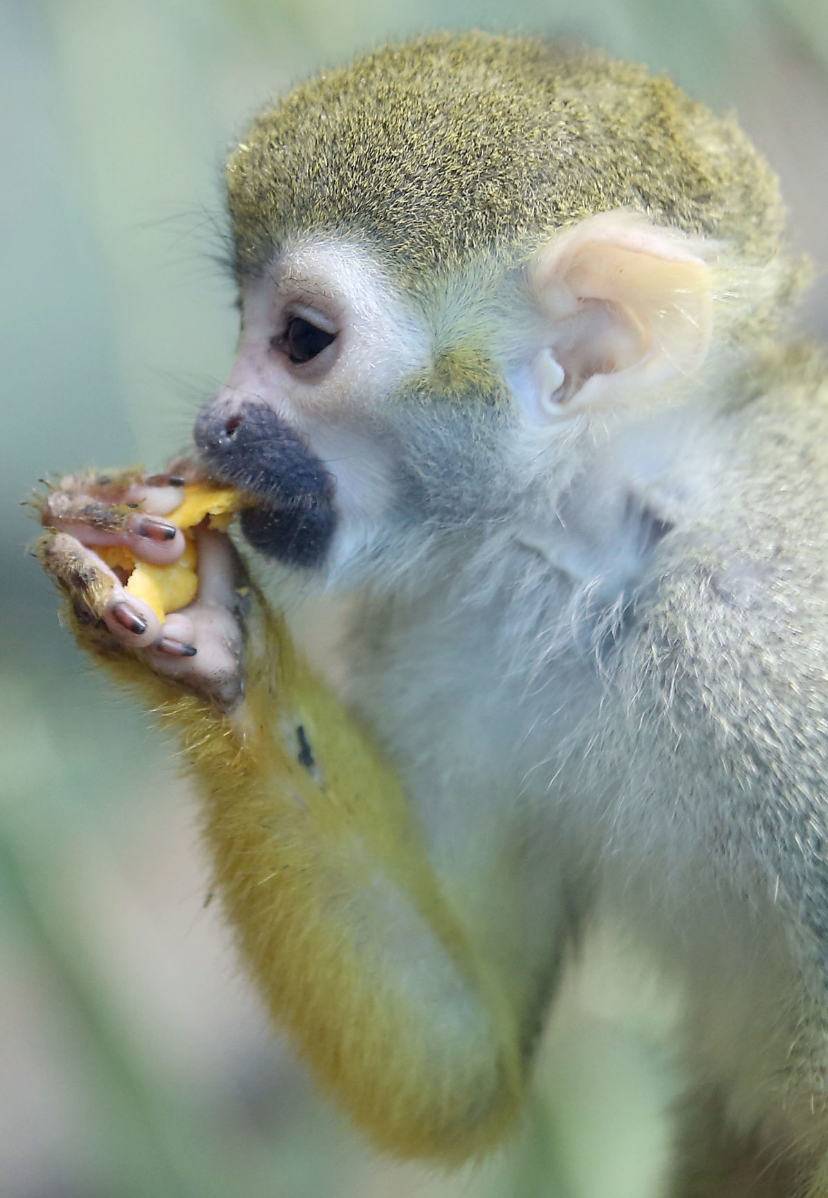 Temple of the Tiny Monkeys